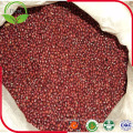 Frijoles rojos de alta calidad (azuki / adzuki bean)